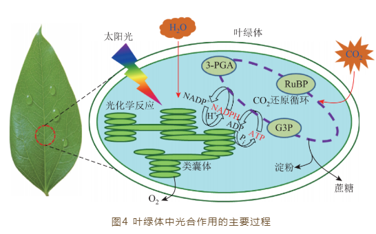 李灿院士：太阳能转化科学与技术