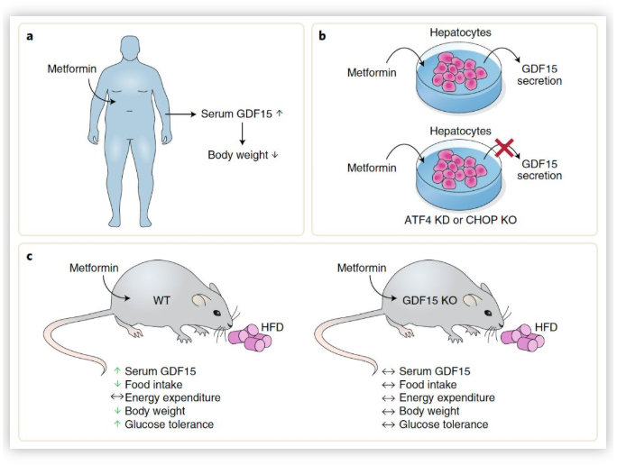 “神药”二甲双胍登上Nature主刊，二甲双胍减肥之谜终于搞清楚了