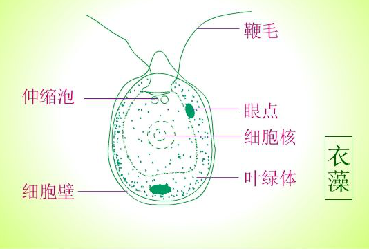 细菌氢化酶和氢气生物医学（氢酶3）